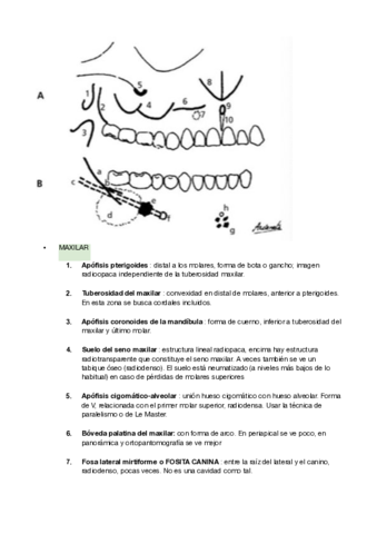referencias-anatomicas-rx.pdf