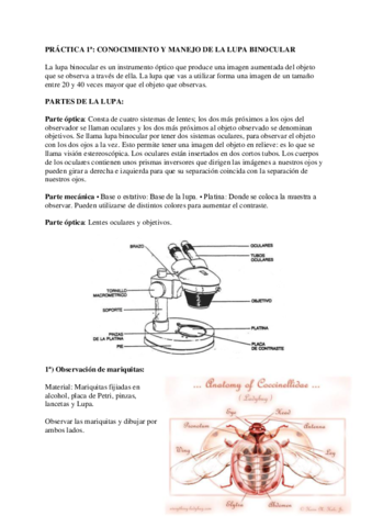 PRACTICAS-Y-VACUNAS.pdf