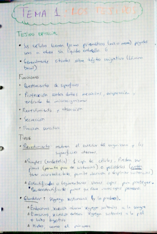 Tejidos-del-cuerpo-humano.pdf