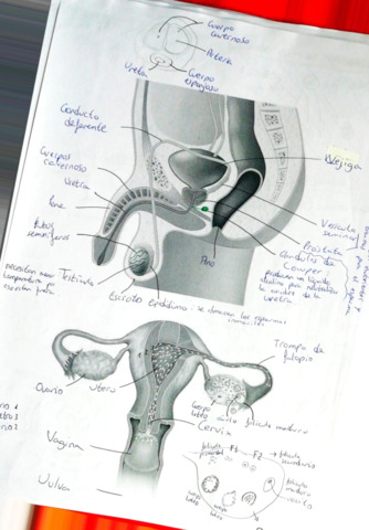 Reproduccion-en-animales-.pdf