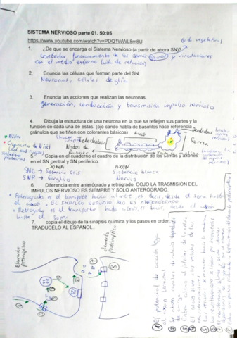 Sistema-nervioso.pdf