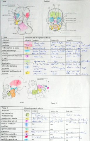 Laminas-musculos-.pdf