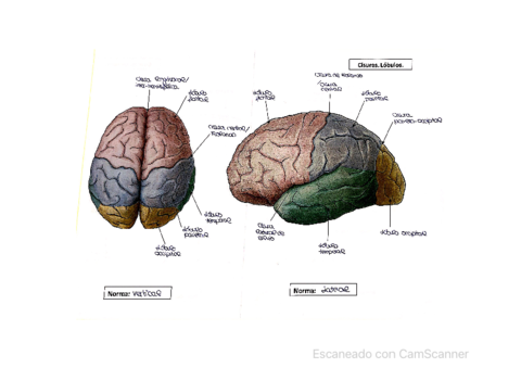 Laminas-sistema-nervioso.pdf