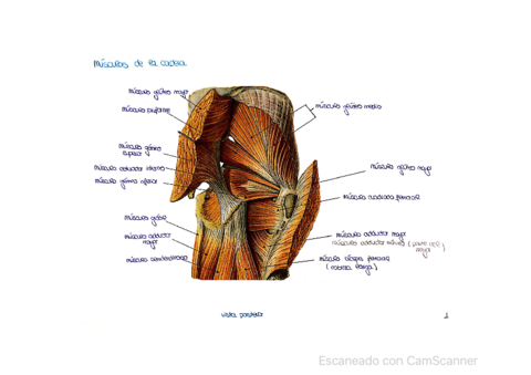 Laminas-musculos-miemb-inf.pdf