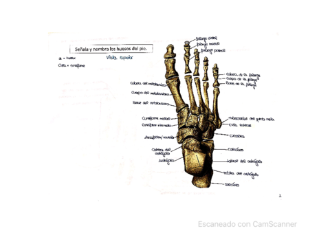 Laminas-huesos-miembr-inf.pdf