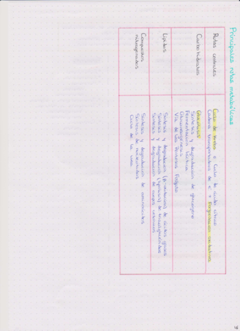 temas-metabolismo-fusionadocompressed.pdf