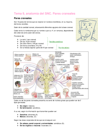 Tema-9-anatomia.pdf