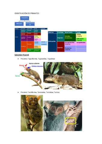 Identificacion-de-primates.pdf