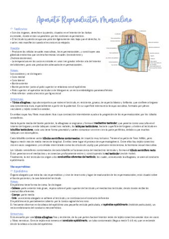 Aparato-Reproductor-Masculino.pdf