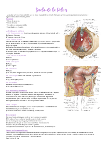 suelo-de-pelvis.pdf