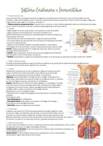 Sistema-Endocrino-e-inmunitario.pdf