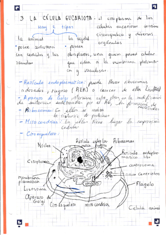 teoria-celular-1.pdf