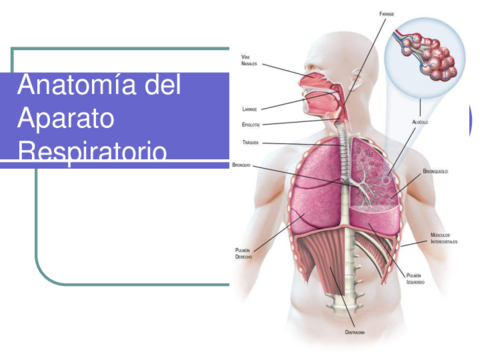 aparatorespiratorio-y-sus-patologias-converti-compresse.pdf