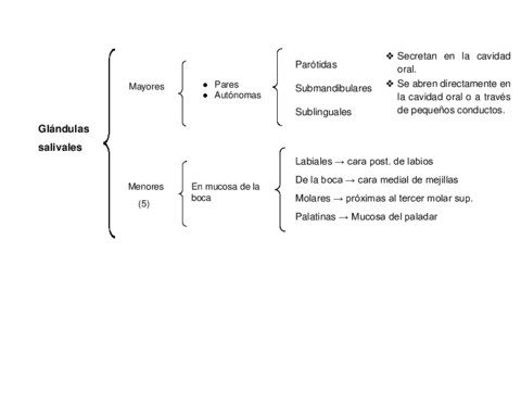 ANATOMIA-I-Glandulas-salivales.pdf