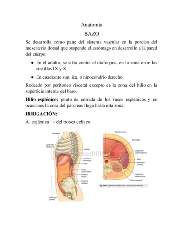 Anatomia-BAZO-.pdf