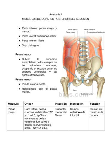 Anatomia-I-Musculos-de-la-pared-anterior-del-abdomen-.pdf