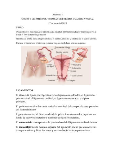 Anatomia-I.pdf