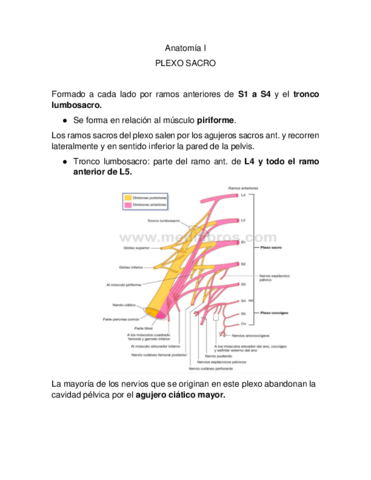 Plexo-sacro-.pdf