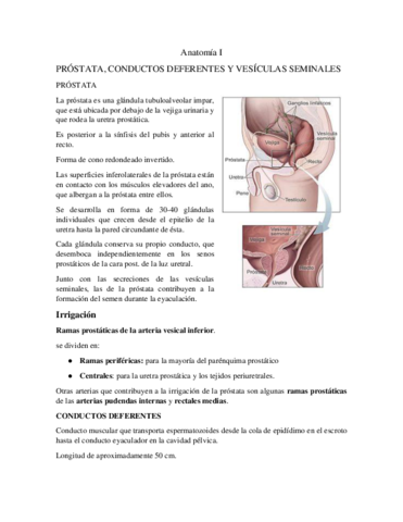 PROSTATA-CONDUCTOS-DEFERENTES-Y-VESICULAS-SEMINALES.pdf