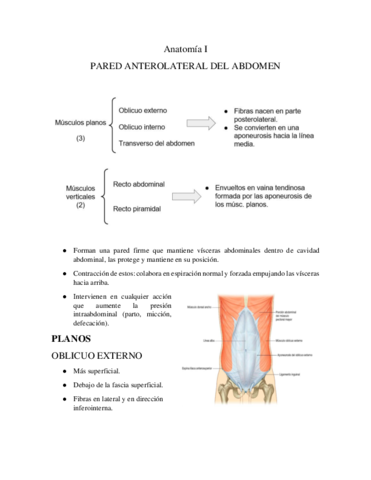 Anatomia-I-musculos-de-la-PARED-ANTEROLATERAL-DEL-ABDOMEN.pdf