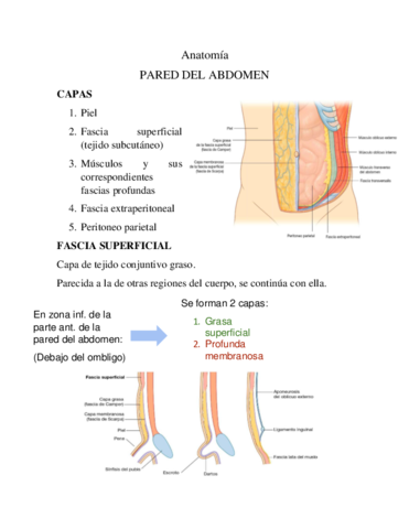 Anatomia-pared-del-abdomen.pdf