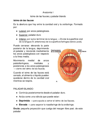 Anatomia-I-musculos-del-paladar-blando-.pdf
