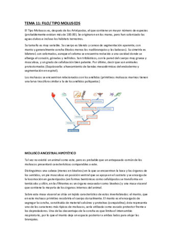 tema-11-moluscos.pdf