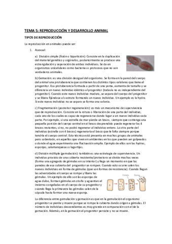 tema-5-reproduccion-y-desarrollo-animal.pdf