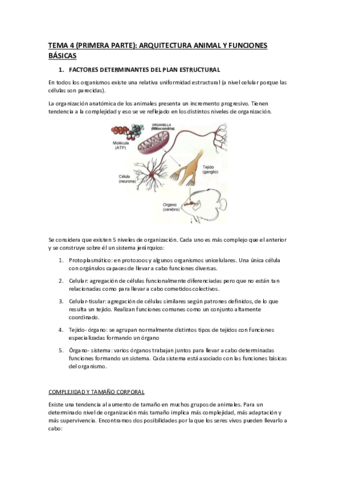 tema-4-arquitectura-animal-y-funciones-basicas.pdf