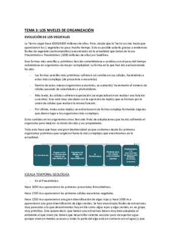 tema-3-los-niveles-de-organizacion.pdf