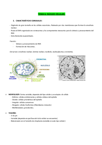 TEMA-6-NUCLEO-CELULAR.pdf