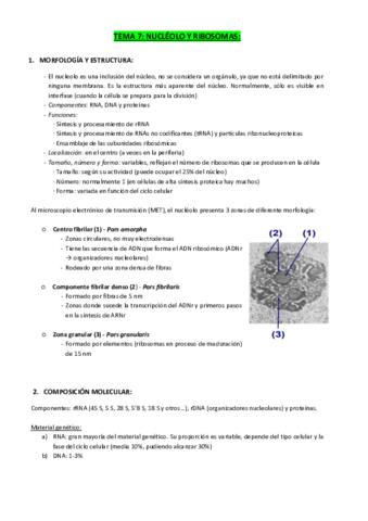 TEMA-7-NUCLEOLO-Y-RIBOSOMAS.pdf