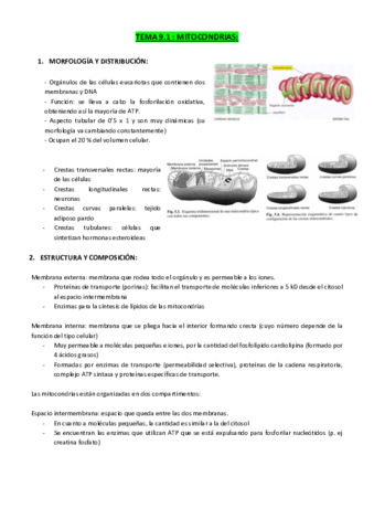 TEMA-9-ORGANULOS-ENERGETICOS.pdf