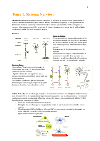 Apuntes-Anatomia-II-de-mi-puno-y-letra-1.pdf
