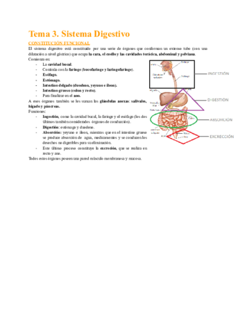 Sistema-digestivo-1.pdf