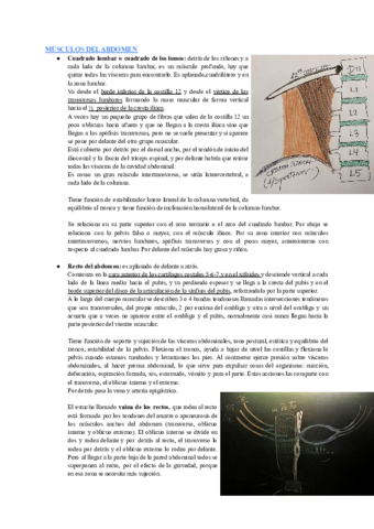 MUSCULOS-DEL-ABDOMEN.pdf