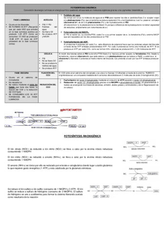 fotosintesis-expres-helena-santos.pdf