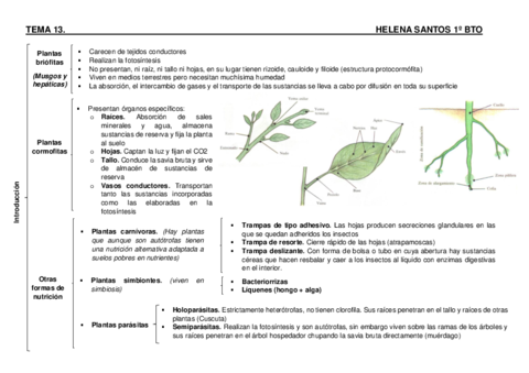 PLANTAS-HELENA-SANTOS.pdf
