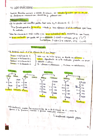 Glucidos-.pdf