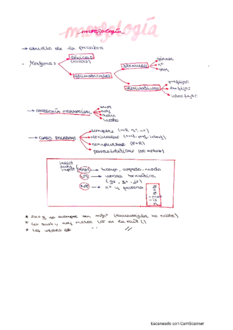 MORFOLOGIA.pdf