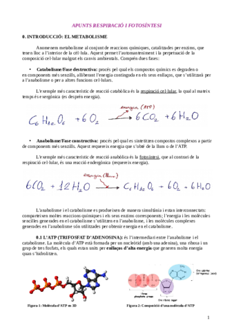 RESUM-TEMA-3-RESPIRACIO-I-FOTOSINTESI.pdf