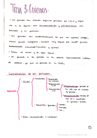 GLUCIDOS.pdf