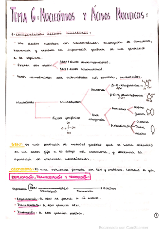 NUCLEOTIDOS-Y-ACIDOS-NUCLEICOS.pdf