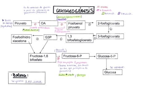 AAmpudia-Gluconeogenesis.pdf