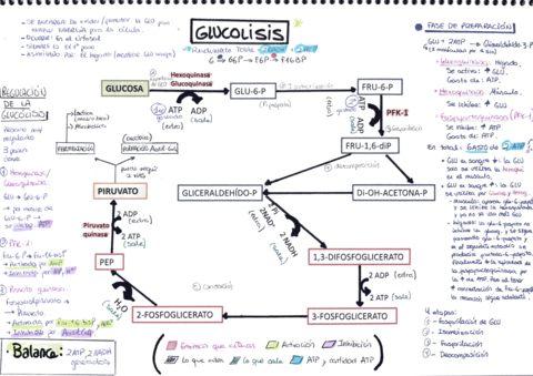 AAmpudia-Glucolisis.pdf