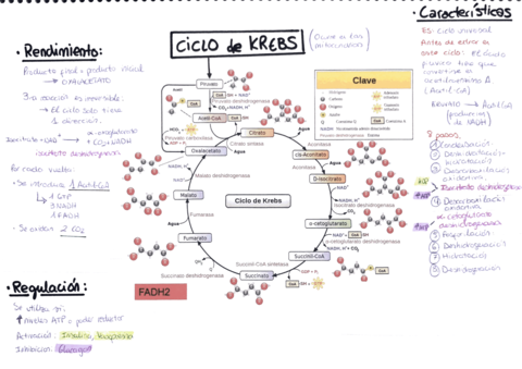 AAmpudia-Ciclo-de-Krebs.pdf