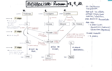 AAmpudia-Resumen-Metabolismo.pdf