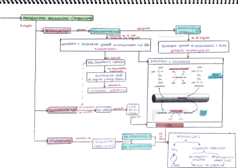 AAmpudia-Metab.pdf