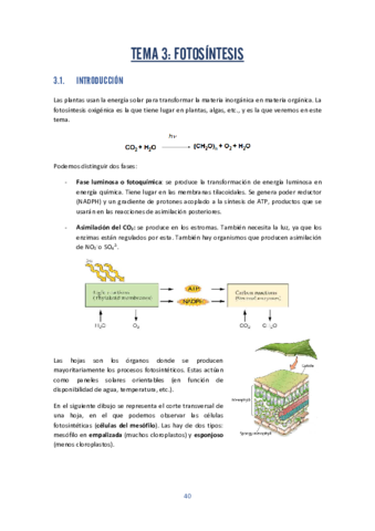 fisio-vegetal-3.pdf