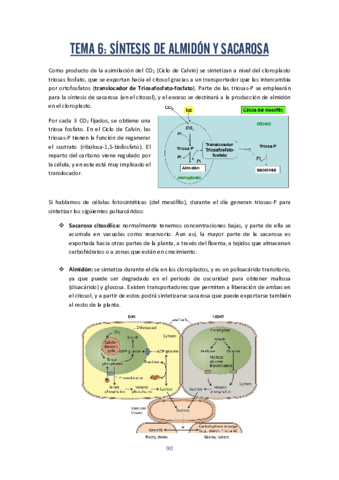 fisio-vegetal-6.pdf